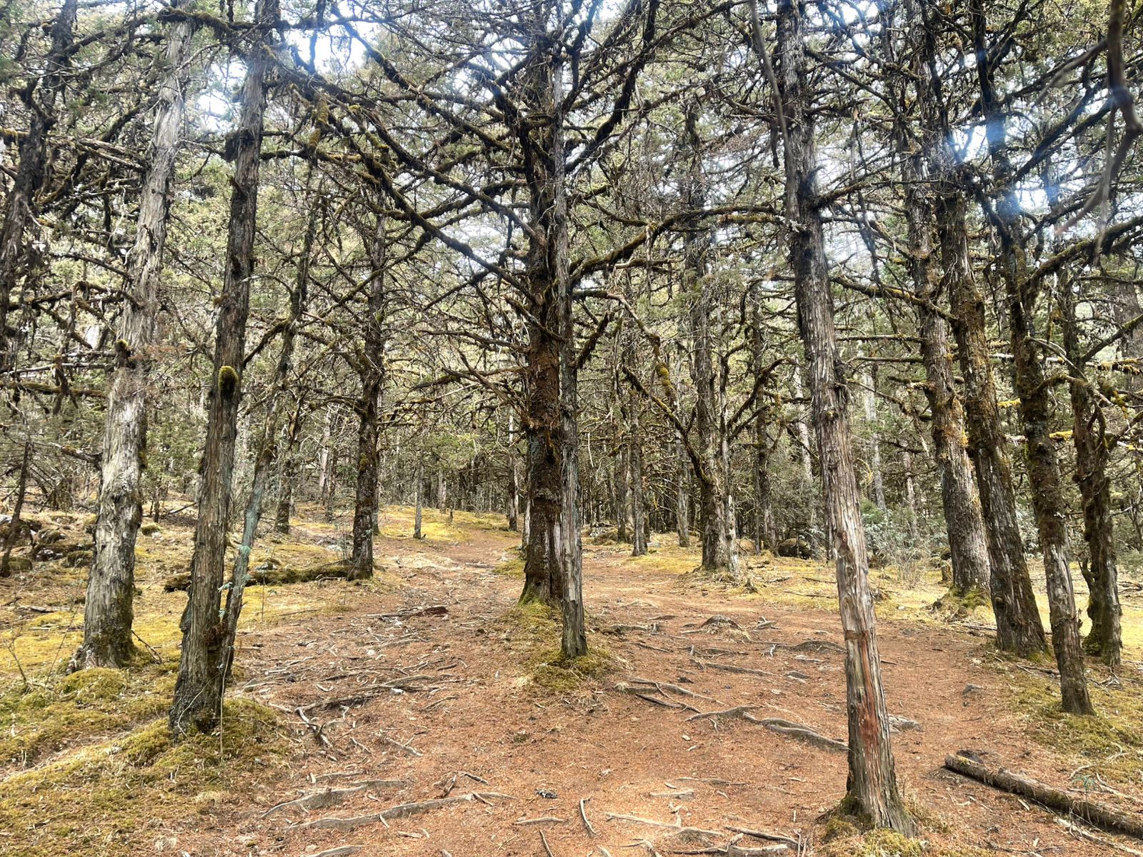 Bhutan Landscape 6